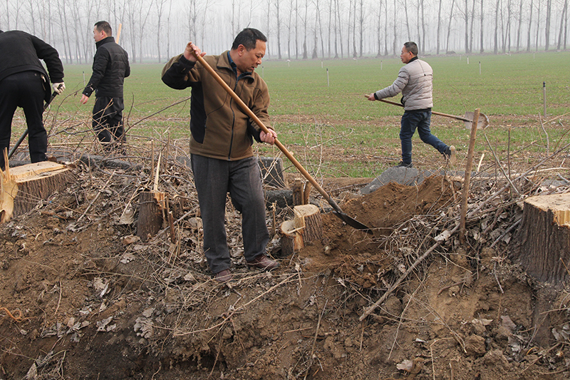 博農(nóng)集團(tuán)領(lǐng)導(dǎo)、基層黨政負(fù)責(zé)人等同志積極參加植樹活動